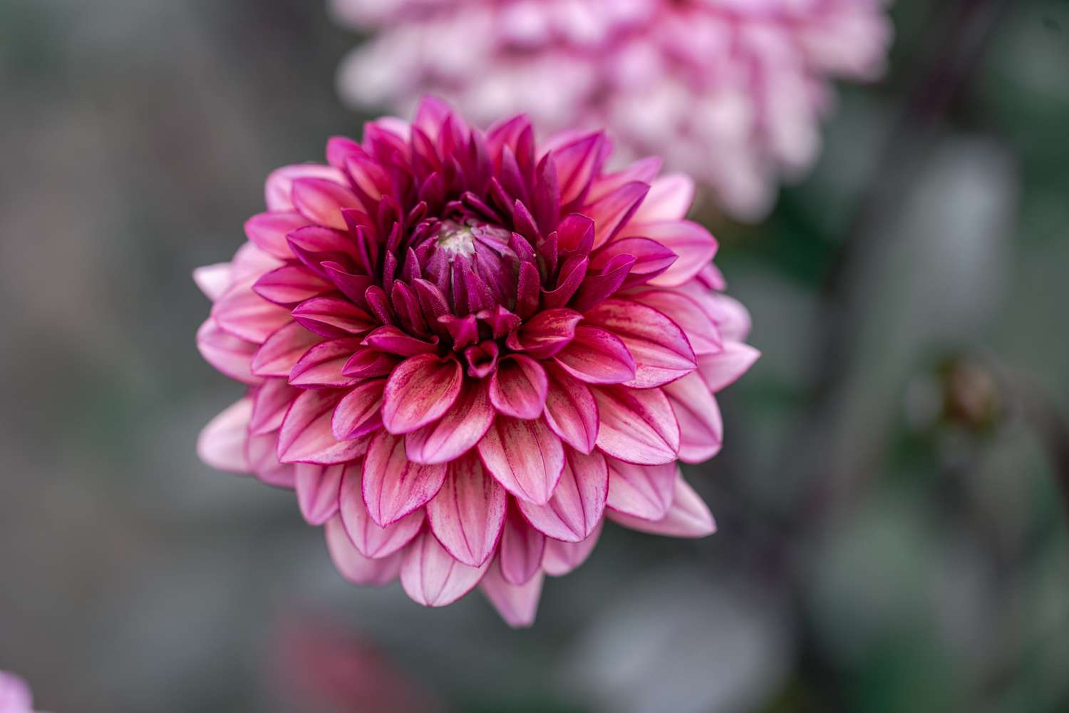 Dahlie 'Molly Raven'